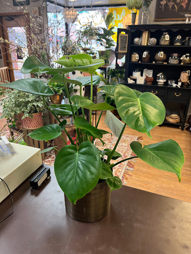 Florist «Mariposa Plants And Flowers», reviews and photos, 801 8th St #110, Greeley, CO 80631, USA