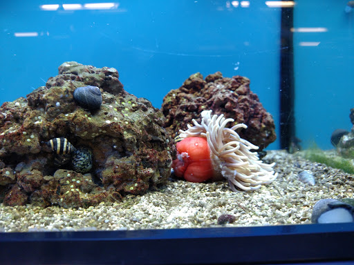 Pet Supply Store «Petco», reviews and photos, 3434 Court St, Pekin, IL 61554, USA