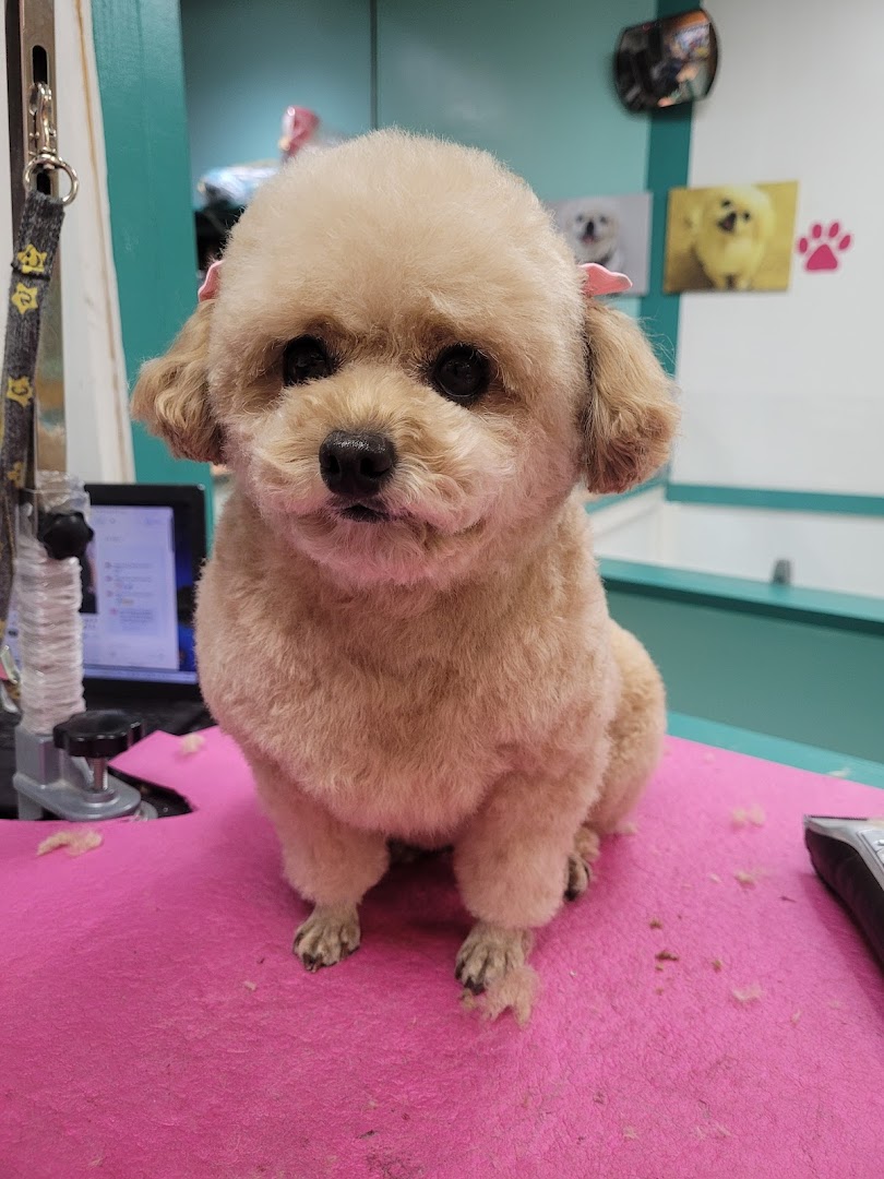 Tofu Mom Pet Grooming