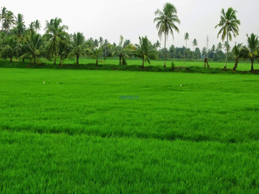 Baheti Krushi Sewa Kendra Mangrulpir