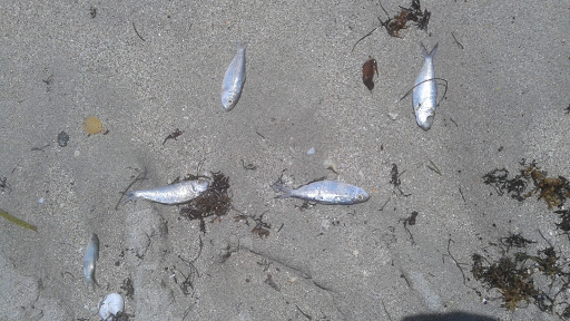 Amusement Park «Gilbert Samson Oceanfront Park», reviews and photos, 17425 Collins Ave, Sunny Isles Beach, FL 33160, USA