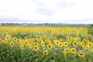 Sunflower hill park image