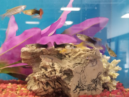 Pet Supply Store «PetSmart», reviews and photos, 620 N West End Blvd, Quakertown, PA 18951, USA