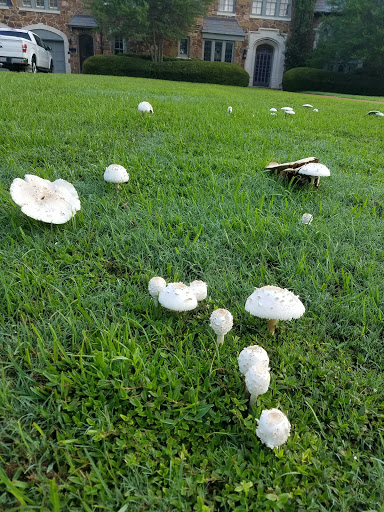 Park «Germany Park», reviews and photos, 6401 Lomo Alto Dr, Dallas, TX 75205, USA