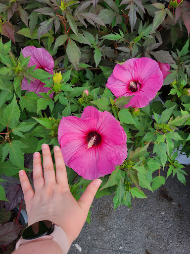 Hardware Store «Proctor Ace Hardware», reviews and photos, 5723 University Blvd W, Jacksonville, FL 32216, USA