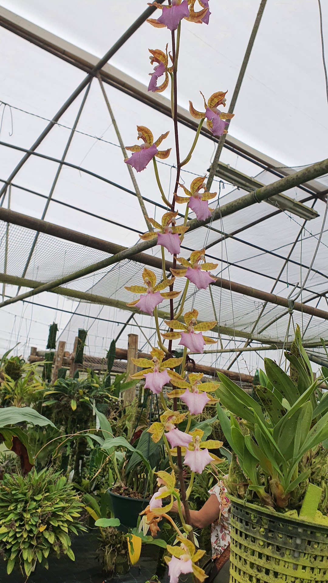 Afri Orchids