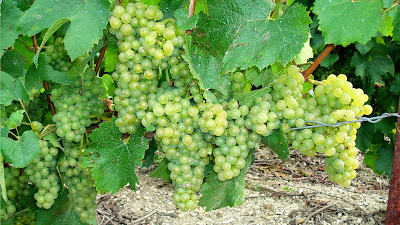 Champagne Smej Vely à Châtillon-sur-Marne