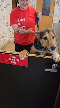 Camp Bow Wow - Photo 5 - Car repair in Fort Collins, CO, Fort Collins