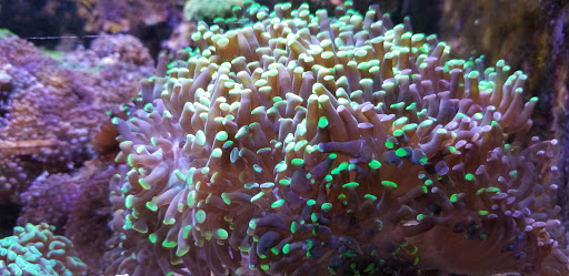 Pet Store «Fish 4 U», reviews and photos, 4010 Highland Dr #1, Millcreek, UT 84124, USA