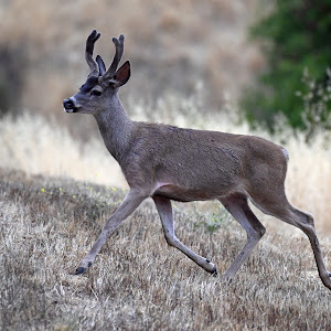 Lake Chabot Regional Park - review photo