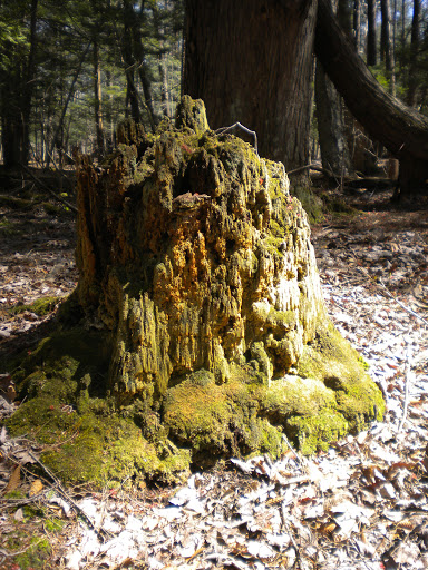 Nature Preserve «Bergen Swamp Preservation Society», reviews and photos, 6646 Hessenthaler Rd, Byron, NY 14422, USA