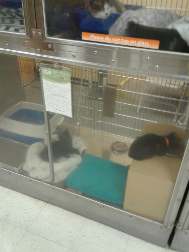 Pet Supply Store «PetSmart», reviews and photos, 13001 Peyton Dr, Chino Hills, CA 91709, USA