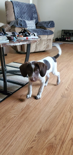 Animal Protection Organization «Greenville Humane Society», reviews and photos