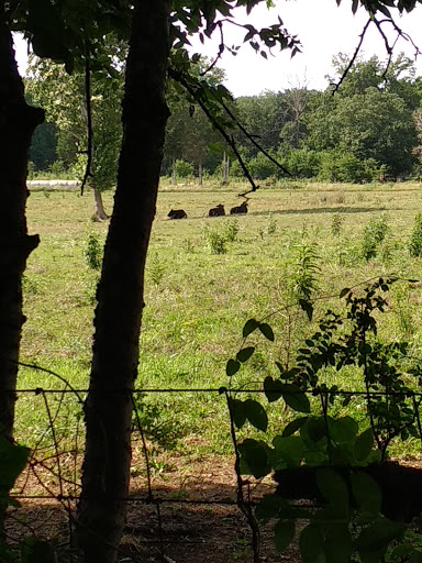 Park «Paul Johns Neighborhood Park», reviews and photos, 2900 Iona Dr, Smyrna, TN 37167, USA