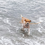 Photo n°3 de l'avis de ROBERTO.r fait le 30/09/2018 à 10:33 sur le  Baba Beach à Alassio