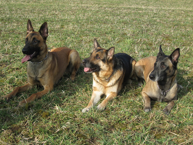 Hundeschule Hundecoach Claudia, Hundesport, alle obl.Kurse Welpen bis Senioren