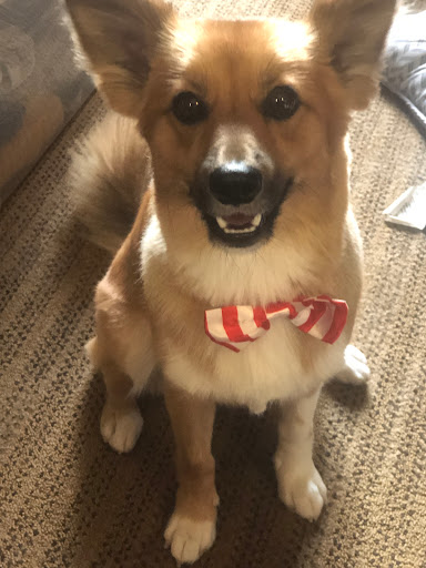 Pet Supply Store «PetSmart», reviews and photos, 2100 Chemical Rd, Plymouth Meeting, PA 19462, USA