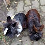 Photo n°1 de l'avis de Agga. fait le 18/08/2023 à 14:53 sur le  Gaststätte Lübschützer Teiche à Machern