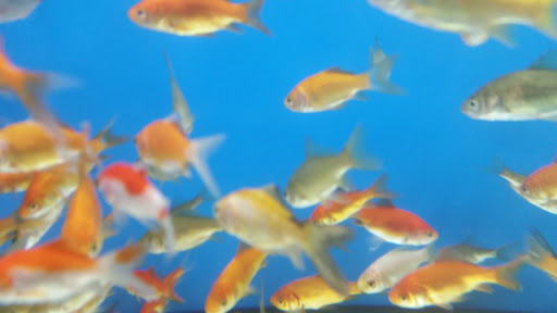 Pet Supply Store «Petco Animal Supplies», reviews and photos, 852 N Western Ave, San Pedro, CA 90732, USA