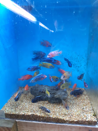 Tropical Fish Store «Aquatic Warehouse», reviews and photos, 5466 Complex St #204, San Diego, CA 92123, USA