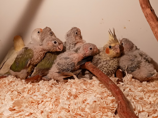 Pet Store «Inez Pet Shop», reviews and photos, 3825 Whittier Blvd, Los Angeles, CA 90023, USA