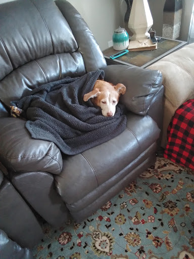 Pet Store «Animal City Pet Center», reviews and photos, 919 NW Broad St, Murfreesboro, TN 37129, USA