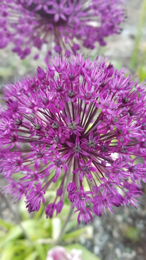 Dog Park «Thomas Bull Memorial Park», reviews and photos, 211 New York 416, Montgomery, NY 12549, USA