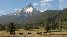 Miel del volcán Puntiagudo