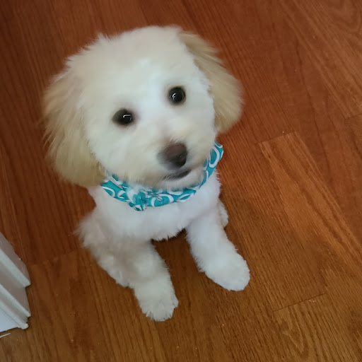 Pet Groomer «Splash and Dash Groomerie & Boutique», reviews and photos, 224 Peachtree East Shopping Center, Peachtree City, GA 30269, USA