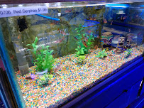 Bob's Tropical Fish - Photo 6 - Car repair in Los Angeles, CA, East Los Angeles