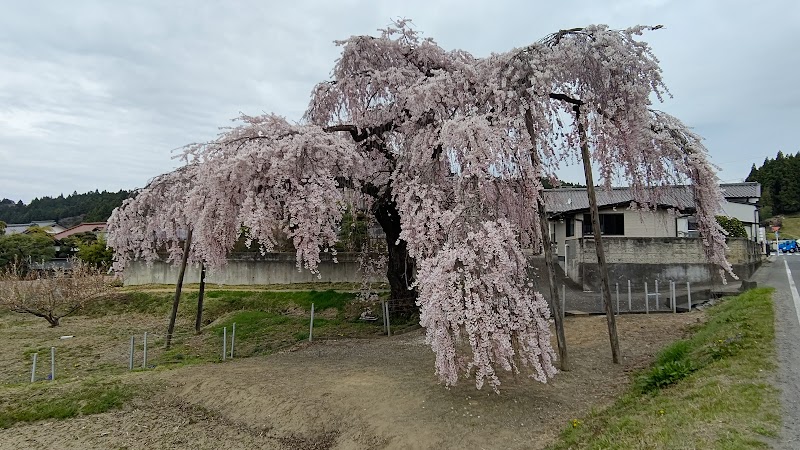 春日の枝垂桜