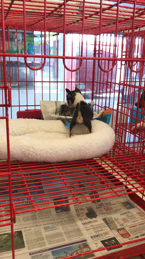 Pet Store «Tri-Creek Kennels», reviews and photos, 5641 US-129, Pendergrass, GA 30567, USA