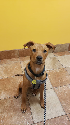 Pet Supply Store «PetSmart», reviews and photos, 139 Rolling Hills Cir, Easley, SC 29640, USA