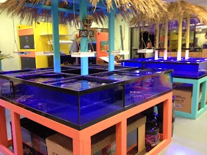Tiki Corals - photo 19