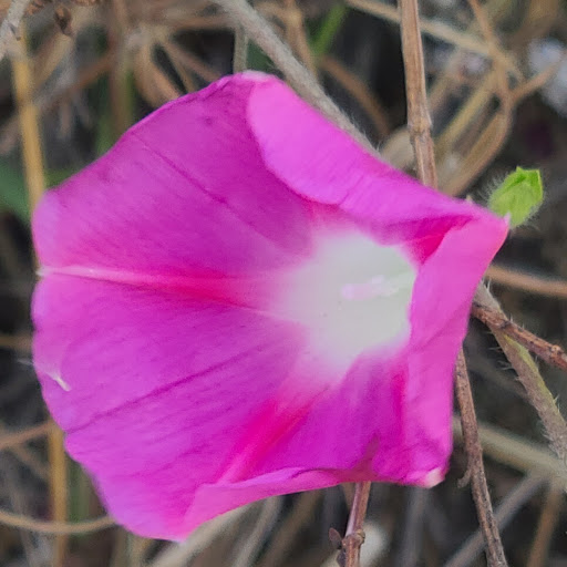 Home Improvement Store «The Home Depot», reviews and photos, 7121 Firestone Blvd, Downey, CA 90241, USA