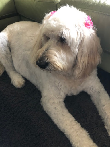 Roofing Contractor «Roof-Rite, Inc.», reviews and photos, 1036 Benstein Rd, Walled Lake, MI 48390, USA