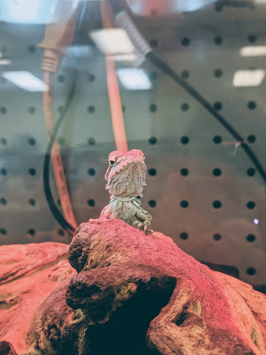 Lawn Care Service «Zamzows Middleton Location», reviews and photos, 901 W Main St, Middleton, ID 83644, USA