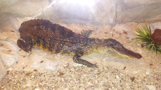 Museum «Texas Ranger Hall of Fame & Museum», reviews and photos, 100 Texas Ranger Trail, Waco, TX 76706, USA