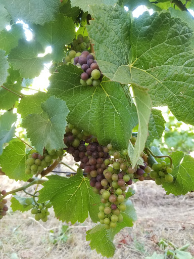 Winery «Patton Valley Vineyard», reviews and photos, 9449 SW Old Highway 47, Gaston, OR 97119, USA