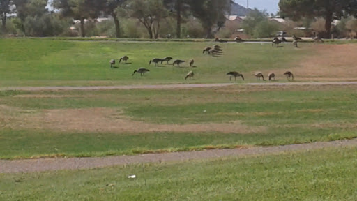 Golf Course «Paradise Valley Golf Course», reviews and photos, 3505 E Union Hills Dr, Phoenix, AZ 85050, USA