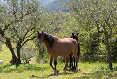 Centre Equestre de Condorcet à Condorcet