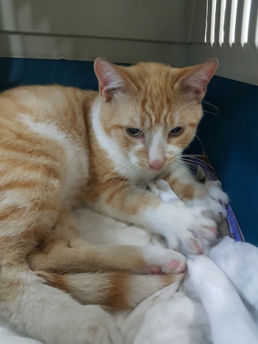 Ιατρείο μικρών ζώων Τσαντήλα Παναγιώτη