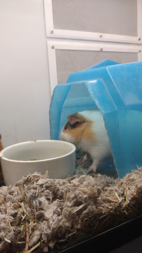 Pet Supply Store «Petco Animal Supplies», reviews and photos, 7721 Mentor Ave, Mentor, OH 44060, USA