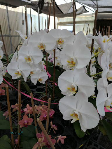 Florist «Dr Delphinium Flower & Orchid House», reviews and photos, 513 W Campbell Rd, Richardson, TX 75080, USA