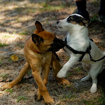 Club canin ASAEC à Saint-Ouen-en-Belin