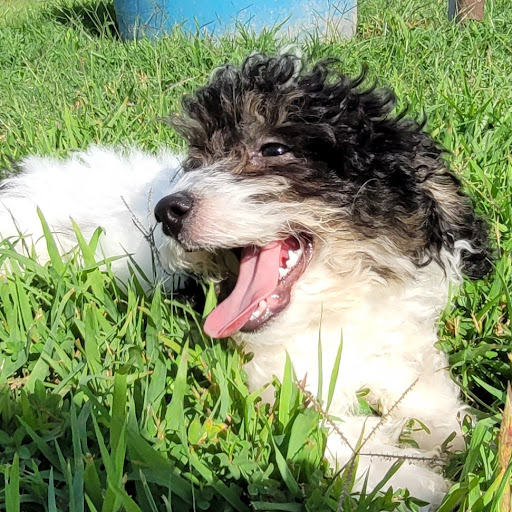 Pet Store «PV Pets», reviews and photos, 233 S Broadway, Pennsville, NJ 08070, USA