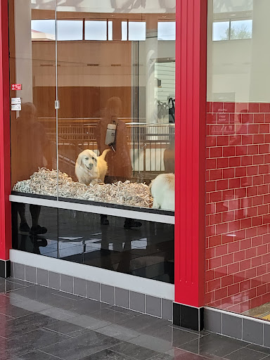 Pet Store «Animal Kingdom», reviews and photos, 4500 N Oracle Rd #254, Tucson, AZ 85705, USA