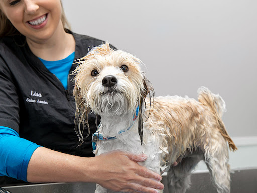 Pet groomer Lancaster