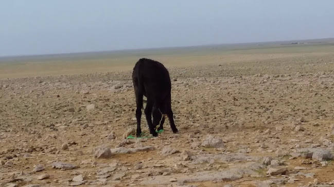ديوانية جلسة تعاليل - رفحاء