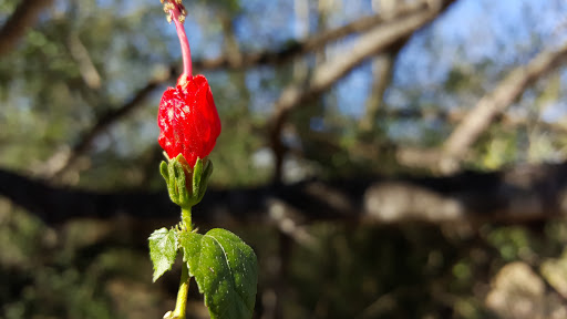 Nature Preserve «McAllen Nature Center», reviews and photos, 4101 U.S. 83 Business, McAllen, TX 78501, USA